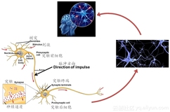 【深度学习之美】神经网络不胜语， M-P模型似可寻（入门系列之三）