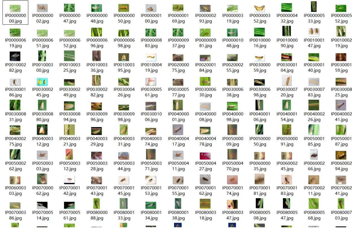 102类农业害虫数据集（20000张图片已划分、已标注）｜适用于YOLO系列深度学习分类检测任务【数据集分享】