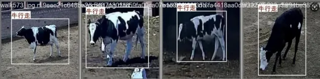 面向智慧牧场的牛行为识别数据集（5000张图片已划分、已标注） | AI训练适用于目标检测任务