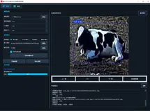 基于YOLOv8的牛行为检测识别项目｜完整源码数据集+PyQt5界面+完整训练流程+开箱即用！