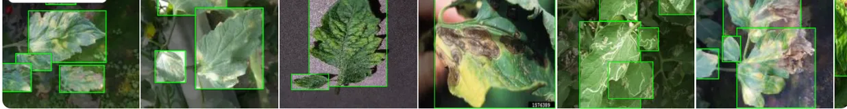 番茄叶片病害检测数据集（千张图片已划分）| AI训练适用于目标检测任务