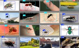 专用蚊子苍蝇检测数据集（含背景样本）：适用于目标检测任务