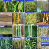 小麦田间叶片病害目标检测数据集（2000 张已标注）：面向目标检测的农业智能识别