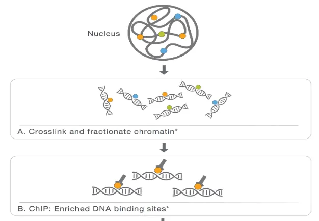 ChIPseq