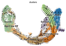 单细胞RNA“速率”分析：模型学习