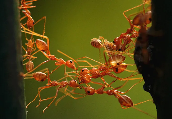 军蚁有望成就特种机器人，行军打仗靠蚂蚁？2