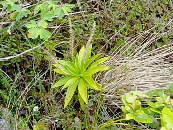 无人机协助科研人员探寻珍稀植物，仅需20分钟