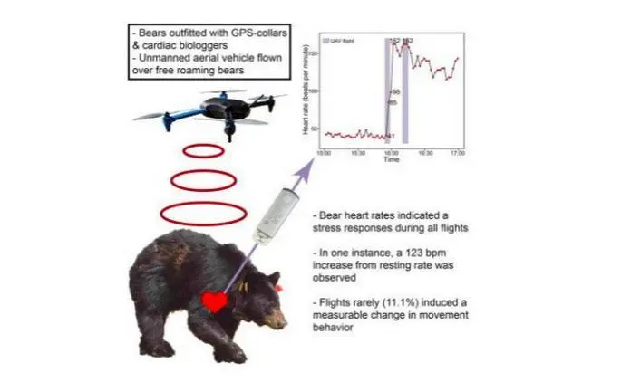 无人机get新技能，惹黑熊心跳加速2
