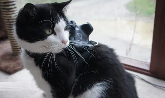 让宠物参与VR游戏?Triangular Pixels给猫带上了Vive Tracker