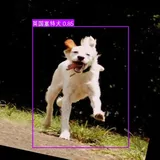 基于 YOLOv8 的多犬种（60种常见犬类）智能识别系统项目 [目标检测完整源码]