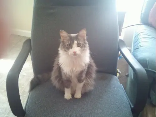 猫咪 Merlin 的图像