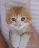 基于卷积神经网络(CNN)的猫狗识别