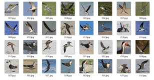 SqueezeNet算法解析—鸟类识别—Paddle实战