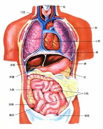 人体五脏六腑位置图详细介绍