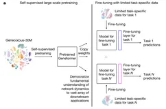 基于昇腾适配基因表达预测模型Geneformer