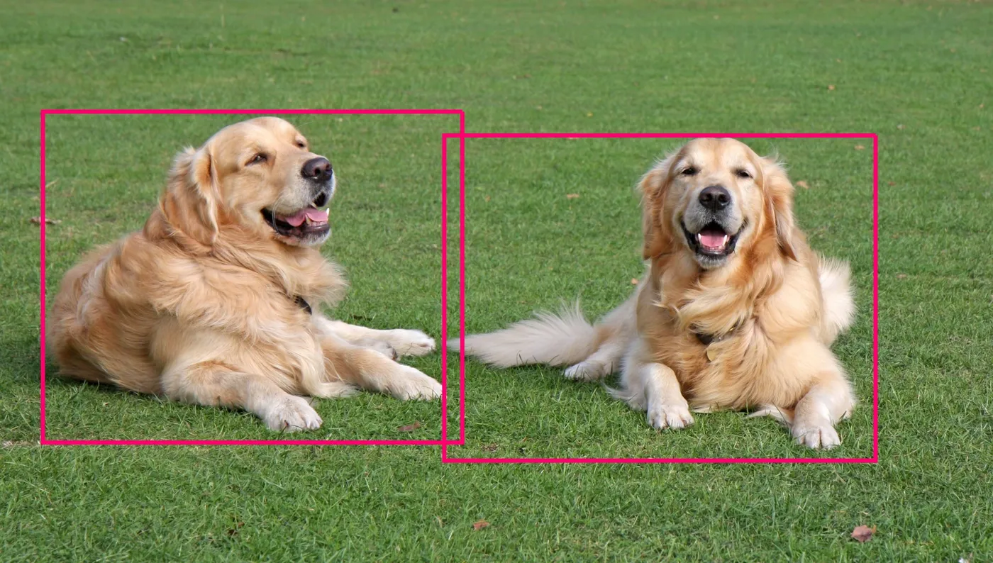 object-recognition-dogs.jpg