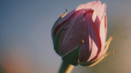 花朵开放的画面