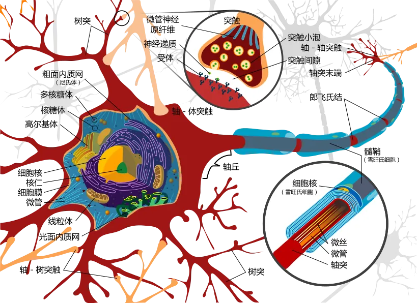 819px-Complete_neuron_cell_diagram_zh.svg.png