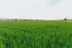低碳种稻，这400亩稻田做到了
