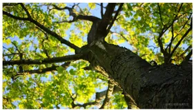 [译] 监测与调试 Vue.js 的响应式系统：计算属性树（Computed Tree）