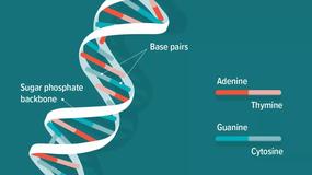 DNA 预测进入新时代！DeepMind 发布新模型Enformer，一次可编码20万个碱基对