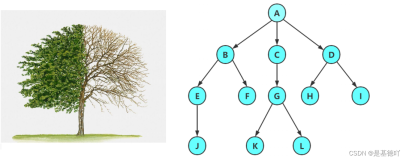 【数据结构】树和二叉树的概念及结构