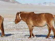 牧群拥有者部署Globalstar卫星物联网项圈，追踪中亚地区的牲畜和赛马