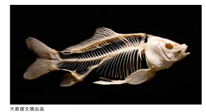 吃鱼可以不挑刺了？华中农业大学发现鳊鱼肌间刺表达基因，可培育“无刺鱼” 