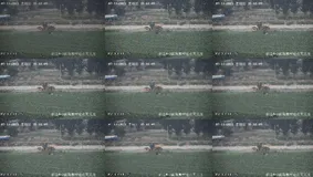 解决小目标检测常用手段——图像平铺 