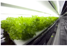 这家公司建了世界上首个机器人农场，每天给你生产3万棵生菜｜新奇酷