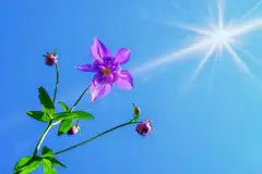 HTML中dom转成图片进行存储