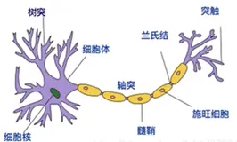 一篇文章读懂人工神经网络