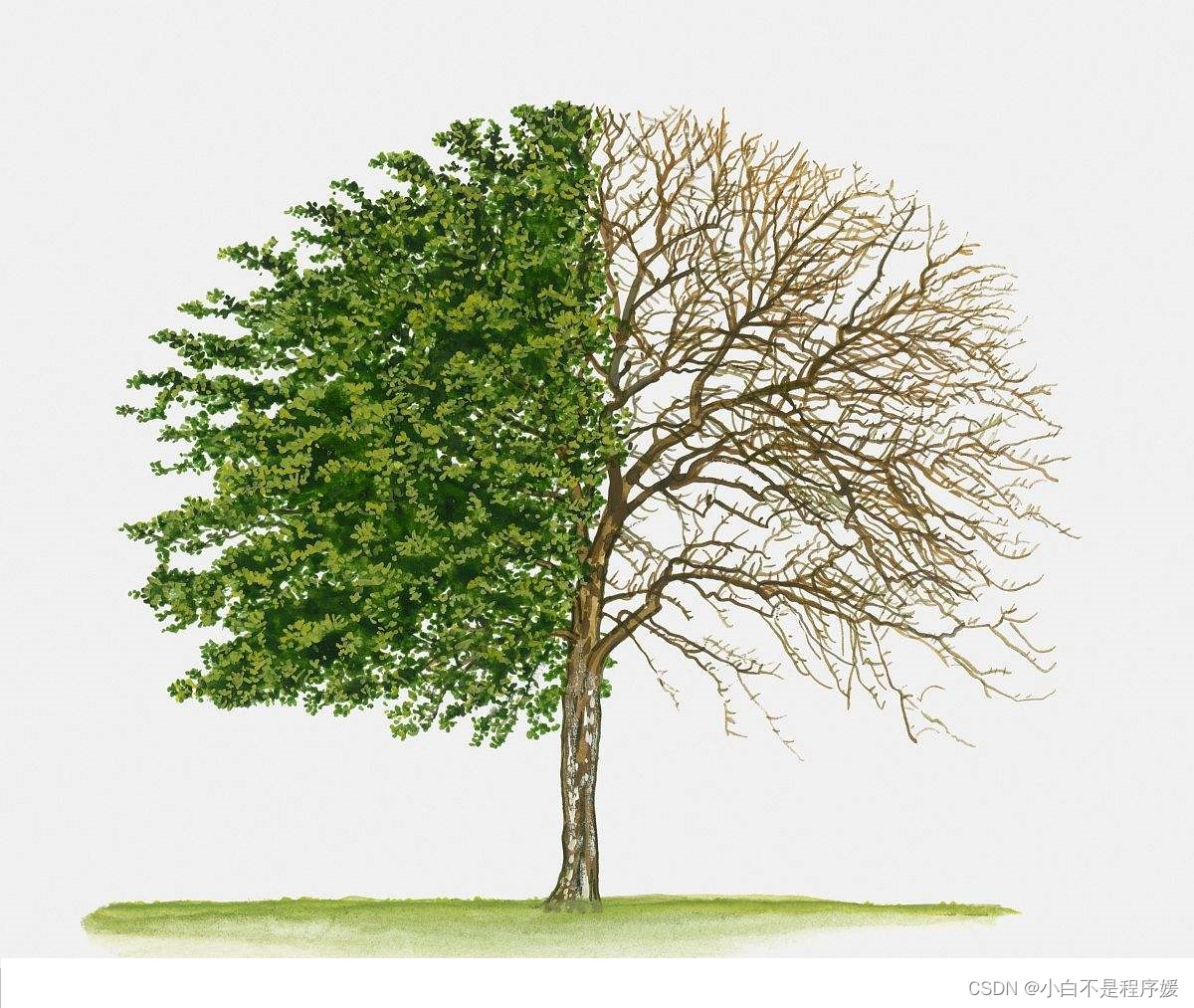 【初阶数据结构】树（tree）的基本概念——C语言