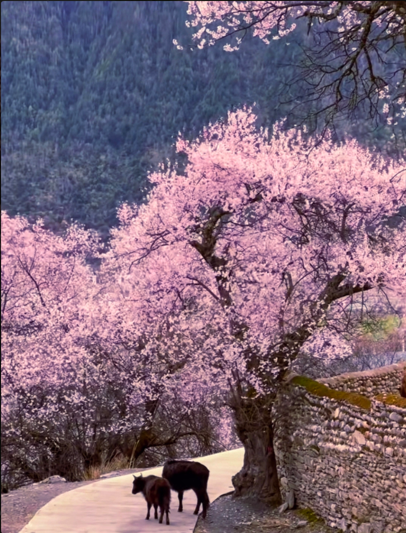 Linux进程控制（详细讲解）