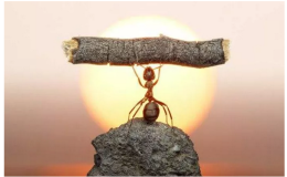 短评：蚂蚁金服要想保障高估值，就要和阿里系继续深度协同 