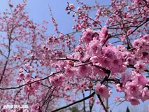 什么是堆，如何实现？(附堆排序，TOP-K问题)