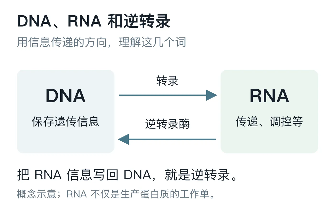 02-dna-rna.png