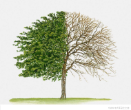 数据结构——lesson6二叉树基础