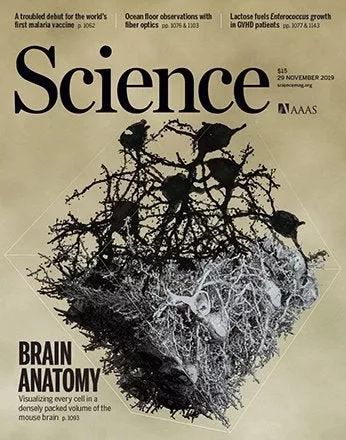 Science封面重磅！3981小时重建了500000立方微米小鼠大脑，人造神经网络里程碑式研究！