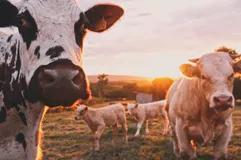 2022年乳品行业研究报告