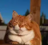 虚拟机和主机之间一系列工具包，开启双向复制粘贴后导致的内存占用问题