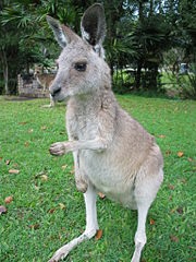 Kangaroo.JPG