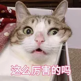 Eolink 和 Apifox 哪个好用？深度分析爱了这款神器