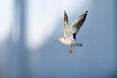 走出象牙塔后，AI 如何真正落地？英特尔给出了这两种路线