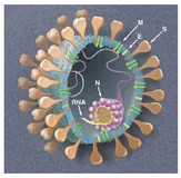靶向新冠状病毒(COVID-19)的药物靶点