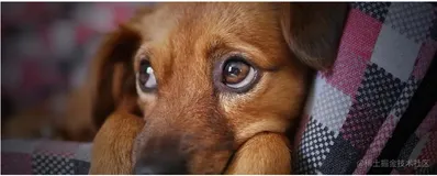 SpringBoot基础篇之@Value中哪些你不知道的知识点