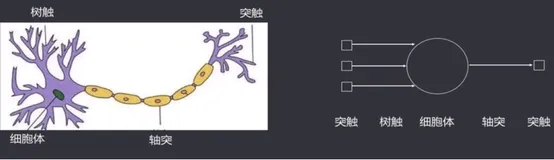 神经元模型|学习笔记