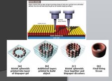 生物技术革命：什么是3D生物打印