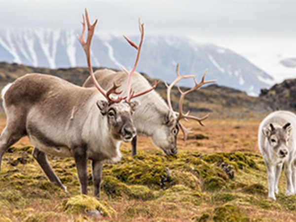 reindeer-tracking-norway.jpg