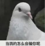 MMTracking 食用指南 | 视频目标检测（附AAAI2021论文解读）